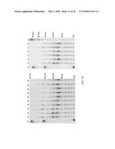 RECOMBINANT DNA POLYMERASE FOR IMPROVED INCORPORATION OF NUCLEOTIDE     ANALOGUES diagram and image