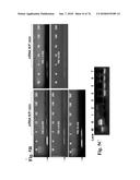 CATIONIC POLYMER COATED MESOPOROUS SILICA NANOPARTICLES AND USES THEREOF diagram and image