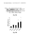 CATIONIC POLYMER COATED MESOPOROUS SILICA NANOPARTICLES AND USES THEREOF diagram and image