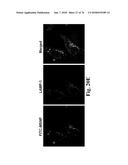 CATIONIC POLYMER COATED MESOPOROUS SILICA NANOPARTICLES AND USES THEREOF diagram and image