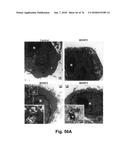 CATIONIC POLYMER COATED MESOPOROUS SILICA NANOPARTICLES AND USES THEREOF diagram and image