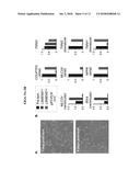 Cardiomyocyte-Specific Biological Markers and Uses Thereof diagram and image